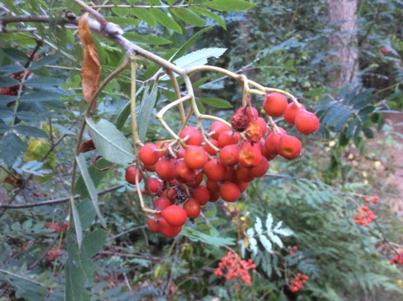 5F1A5196-4715-4E2C-9AB3-2247F3718A0A