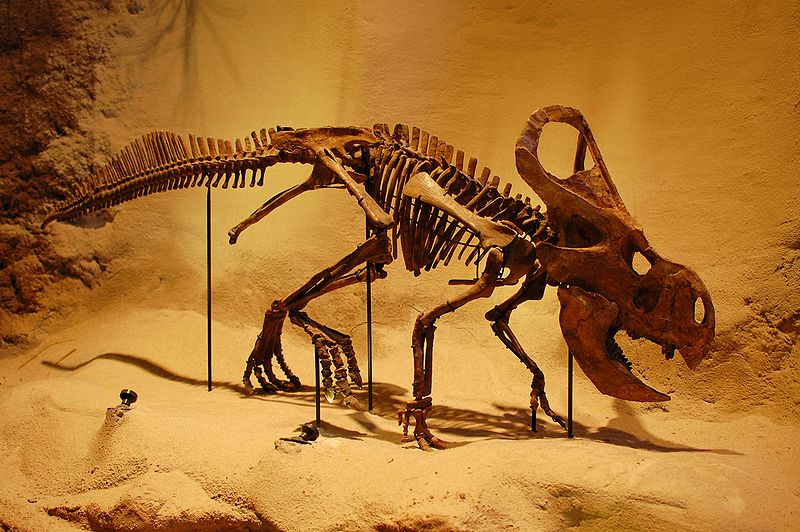 Protoceratops Carnegie Museum